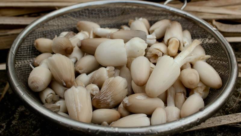 Các loại nấm thường bị đắng Các loại nấm thường bị đắng