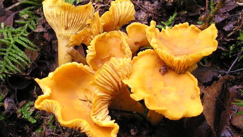 Công dụng của nấm mồng gà đối với sức khỏe Công dụng của nấm mồng gà đối với sức khỏe