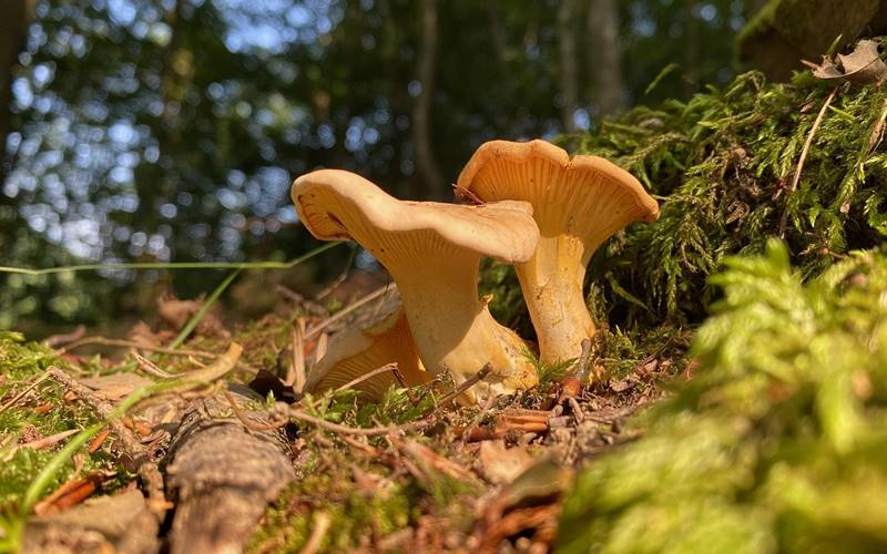 Các món ăn ngon từ nấm mồng gà Các món ăn ngon từ nấm mồng gà