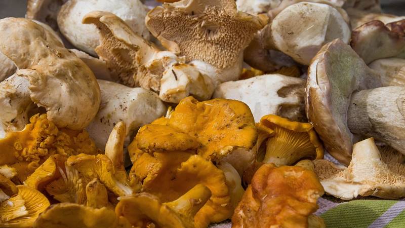 Cách chế biến và bảo quản nấm mồng gà Cách chế biến và bảo quản nấm mồng gà