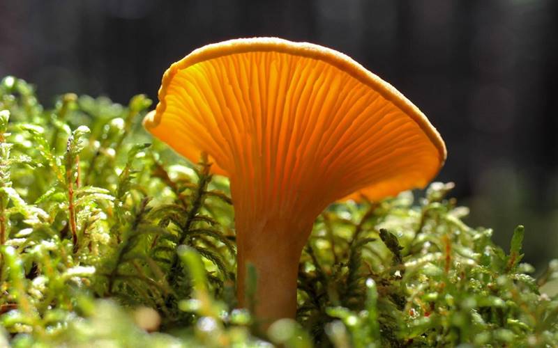 Các câu hỏi thường gặp về nấm mồng gà. Các câu hỏi thường gặp về nấm mồng gà.