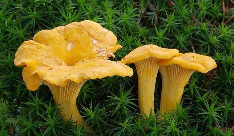 Nấm mồng gà: Đặc điểm, công dụng và cách chế biến