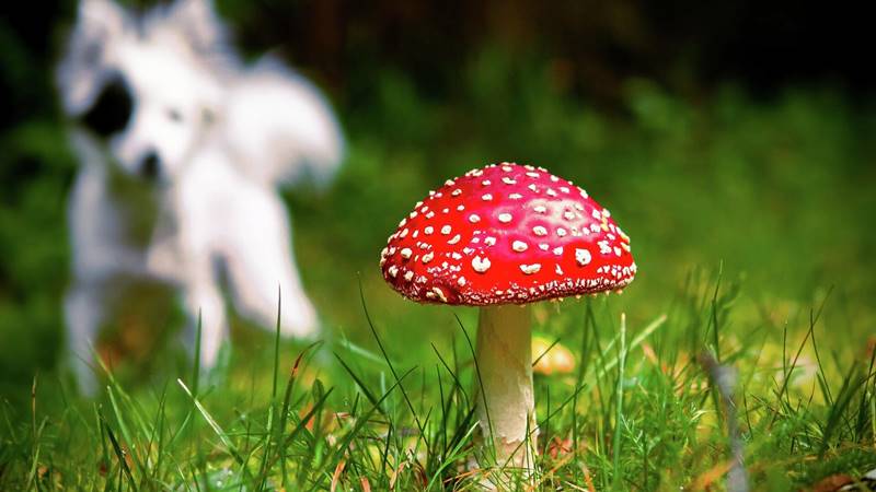Cách xử lý khi bị ngộ độc nấm độc đỏ