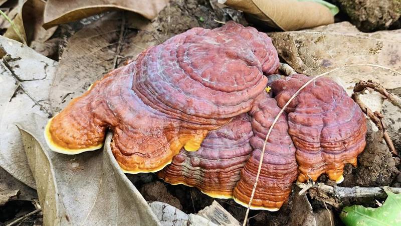 Cách dùng nấm linh chi cho mẹ sau sinh Cách dùng nấm linh chi cho mẹ sau sinh