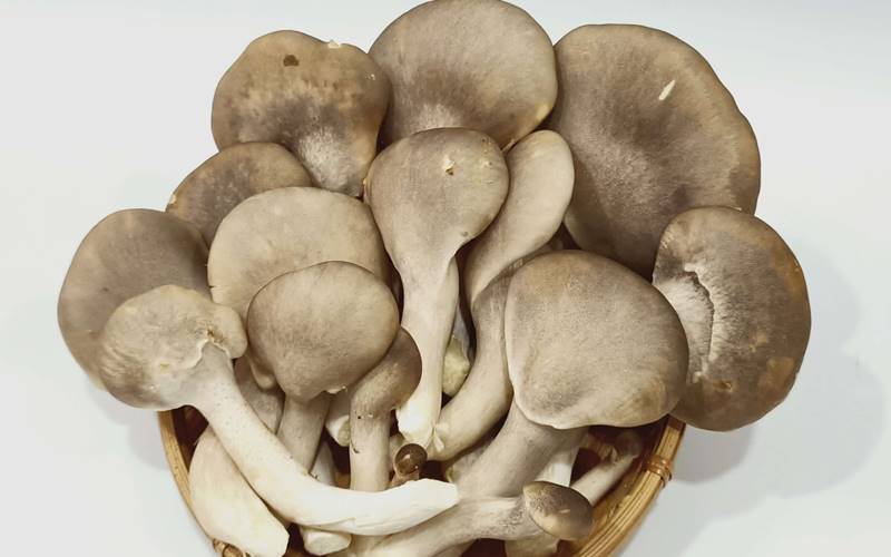 Nấm bào ngư kỵ với gì?