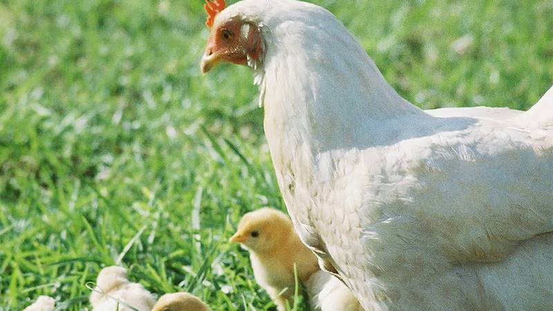 Linh vật may mắn của cung Cự Giải: Gà mái