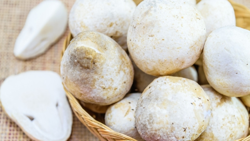 Cách sơ chế nấm rơm an toàn