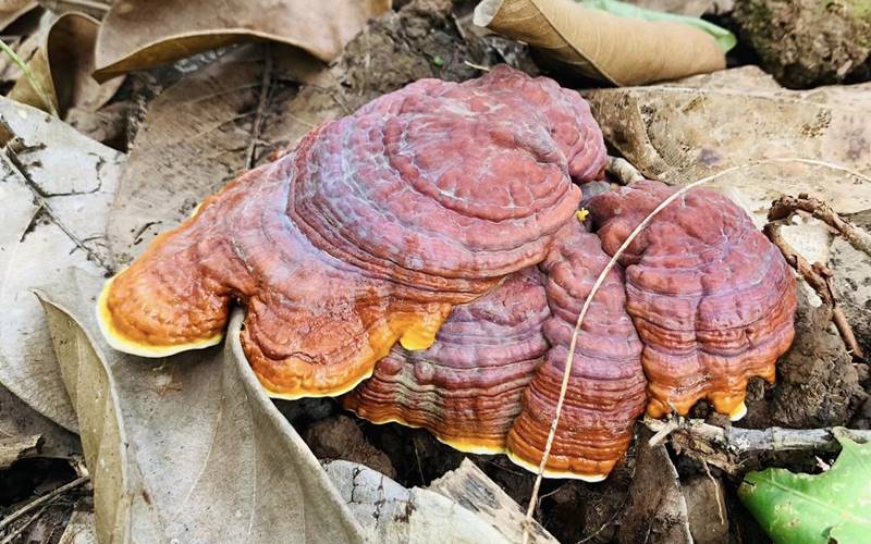 Những kiêng kỵ khi sử dụng nấm linh chi Những kiêng kỵ khi sử dụng nấm linh chi