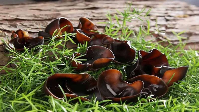 Nấm mèo kỵ với gì?