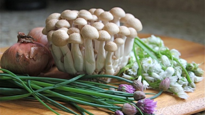 Lựa chọn nấm tươi ngon