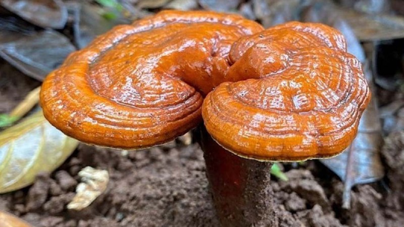 Tác hại của nấm linh chi đối với hệ tiêu hóa