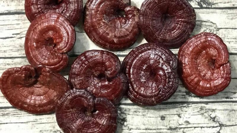 Tác hại của nấm linh chi đối với hệ tuần hoàn