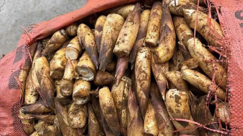 Cảnh báo nguy cơ ngộ độc măng vầu