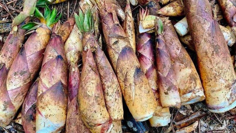 Cách ăn măng vầu an toàn