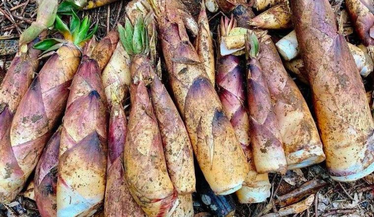 Cảnh báo nguy cơ ngộ độc khi ăn măng vầu luộc không đúng cách