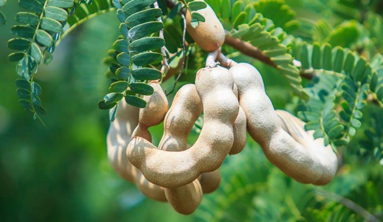 Bà bầu ăn me chua được không? Lợi ích của quả me đối với mẹ bầu