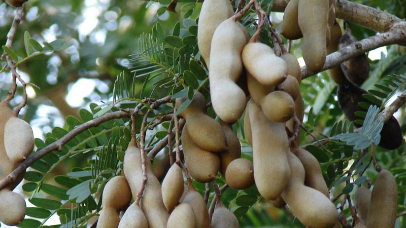 Tác dụng phụ khi mẹ bầu ăn me quá nhiều