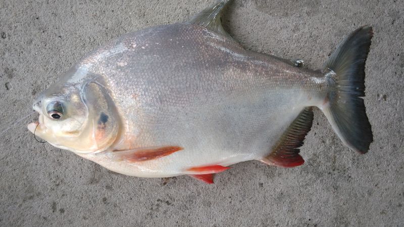 Cá chim nước ngọt ăn có tốt không?