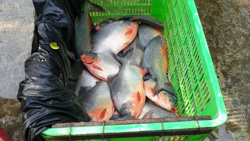 Những món ăn ngon từ cá chim nước ngọt