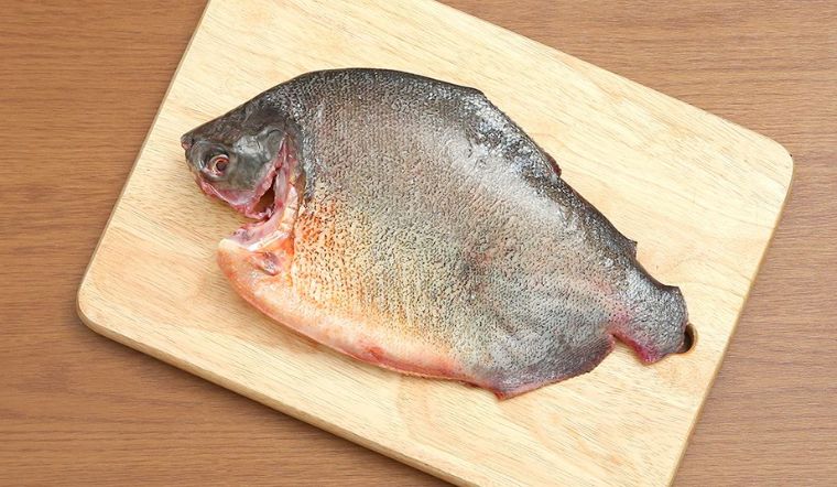 Cá chim nước ngọt ăn có tốt không? Nấu món gì ngon?