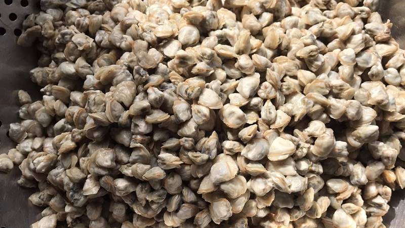 Cách chọn hến tươi ngon