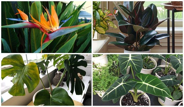 Điểm danh 12 cây xanh lá to thích hợp đặt phòng khách hút tài lộc