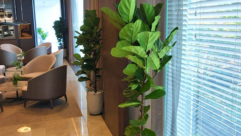Cây bàng Singapore