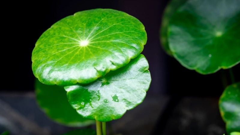 Cỏ đồng tiền