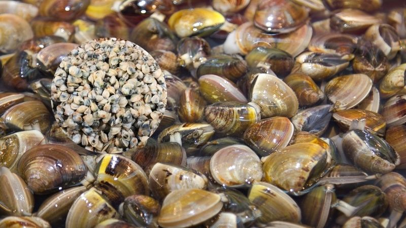 Hến là con gì?