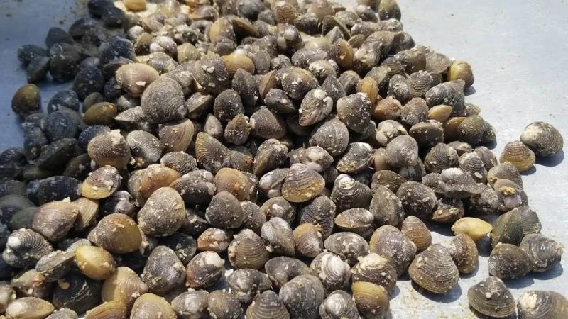 Lợi ích sức khỏe của việc ăn hến