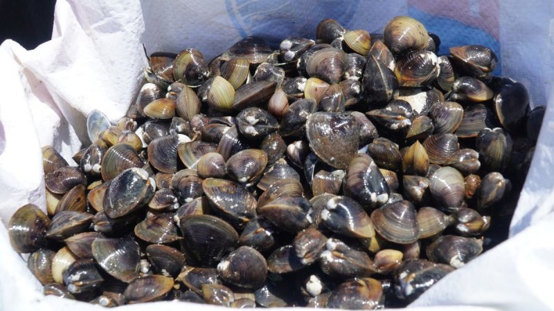 Cách chọn mua hến tươi ngon