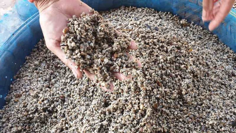 Cách bảo quản hến