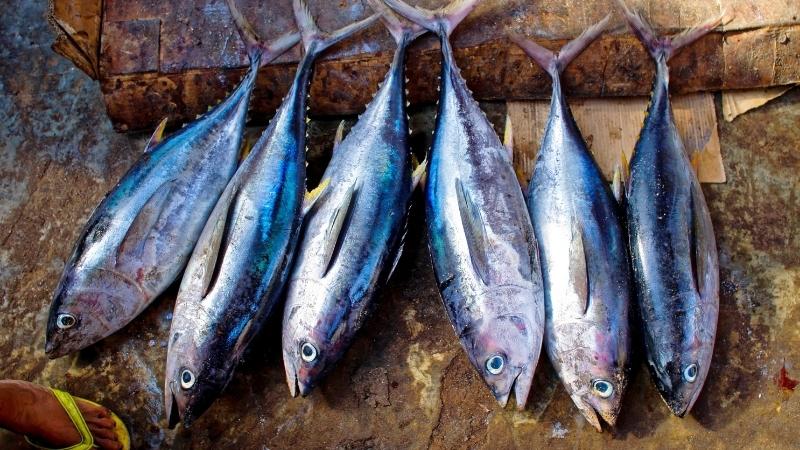 Giá trị dinh dưỡng trong 100g cá ngừ