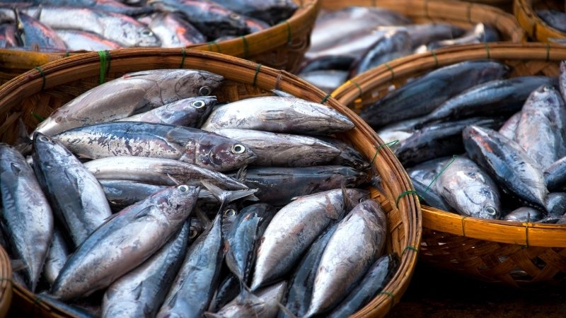 Ăn cá ngừ có béo (mập) không?
