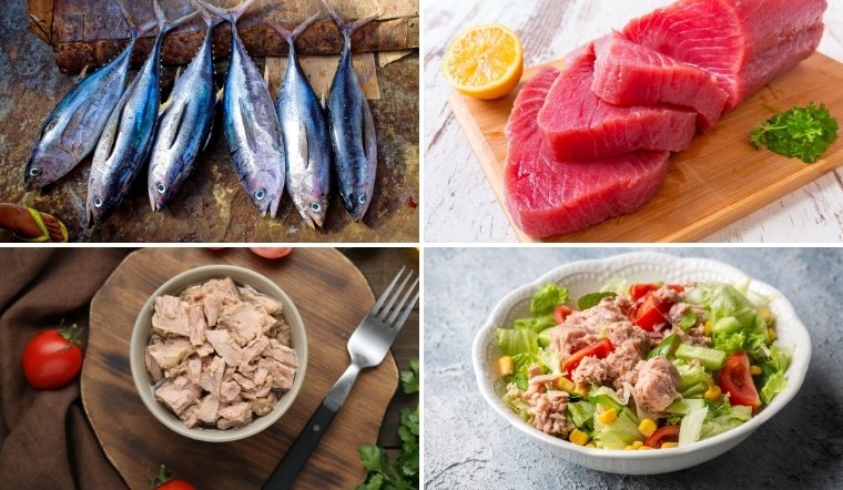 100g cá ngừ có bao nhiêu calo? Ăn có ngừ có mập (béo) không?