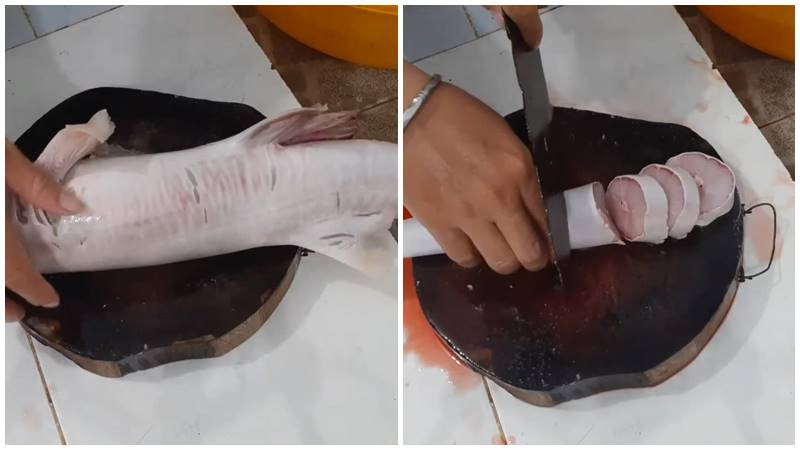 Sơ chế cá nhám