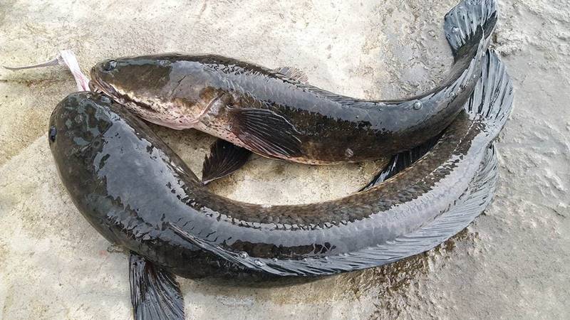 Giá trị dinh dưỡng trong 100g cá lóc