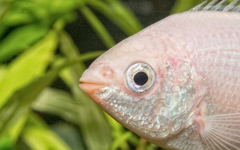 Rủi ro và lưu ý khi bà bầu ăn cá hường