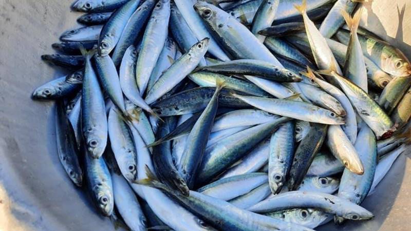 100g cá nục bao nhiêu protein?