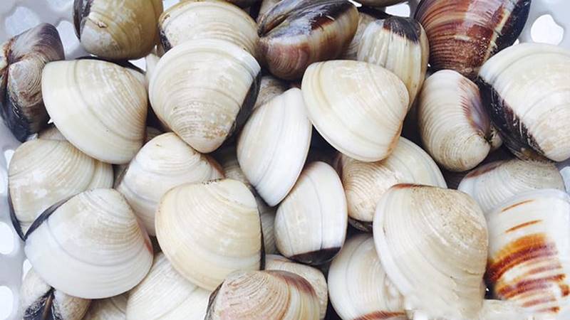 Cách chọn nghêu tươi ngon