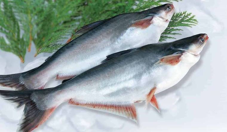 Ăn cá basa có tốt không? Thành phần dinh dưỡng trong cá basa