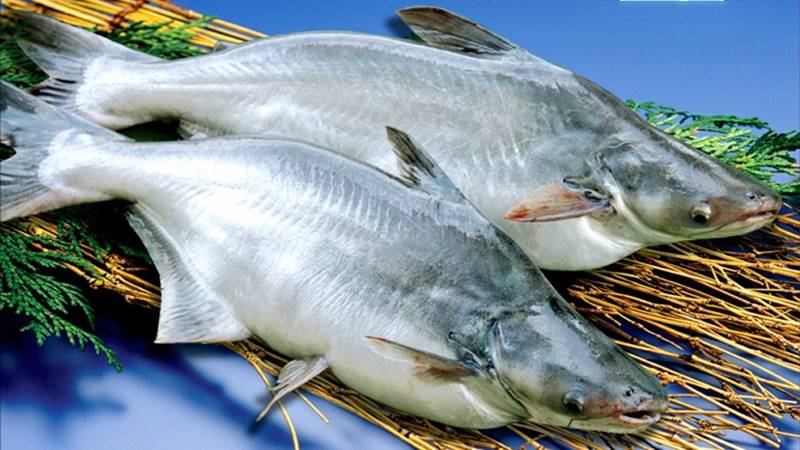 Nguồn gốc của cá basa