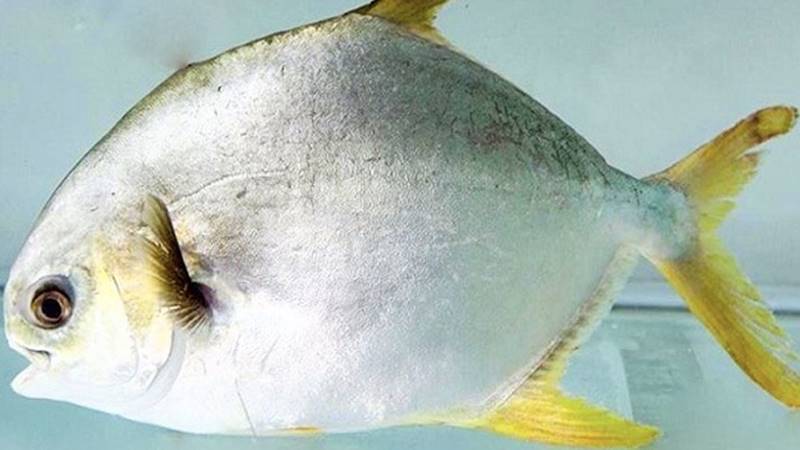 Ăn cá chim có mập không?