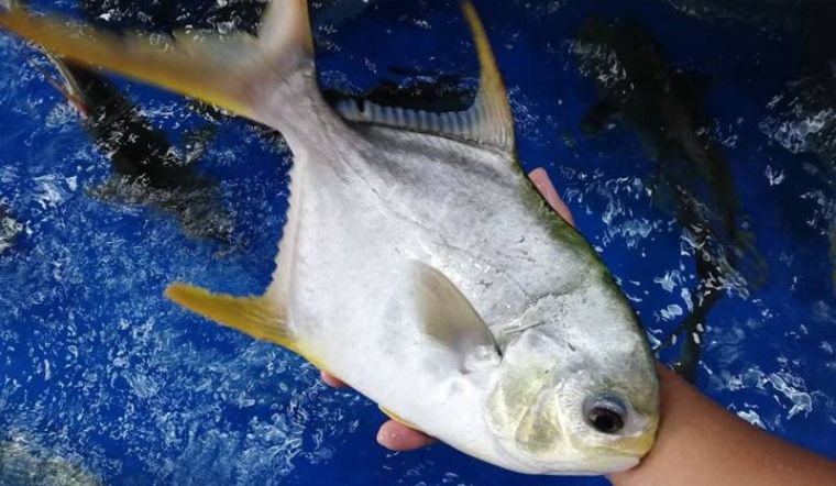 Cá chim biển loại nào ngon nhất? Phân biệt các loại cá chim biển