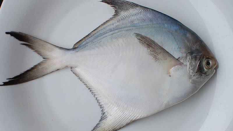 Cá chim biển trắng Cá chim biển trắng