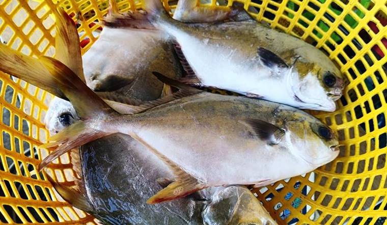 Cá chim biển: Tất tần tật về giá trị dinh dưỡng và cách chế biến