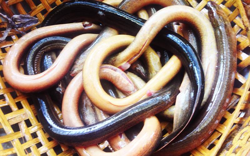 Hướng dẫn sơ chế và chế biến lươn đúng cách