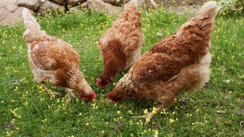 Dự báo và nhận định Dự báo và nhận định