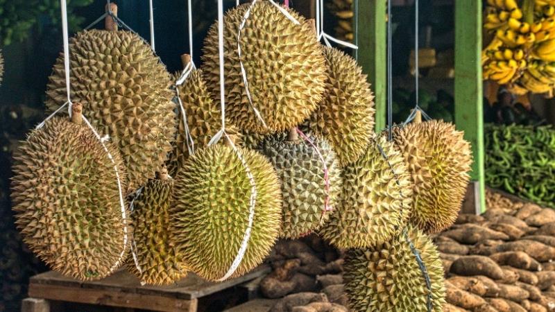 Giá sầu riêng hôm nay trong nước Giá sầu riêng hôm nay trong nước