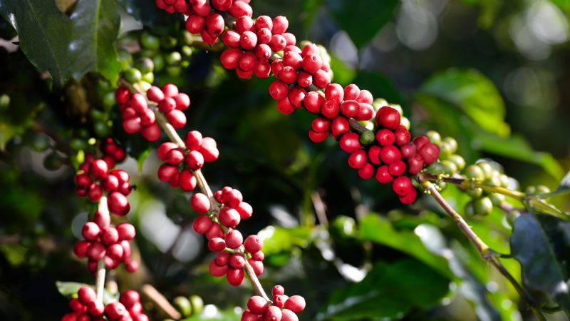 Giá cà phê trong nước Giá cà phê trong nước
